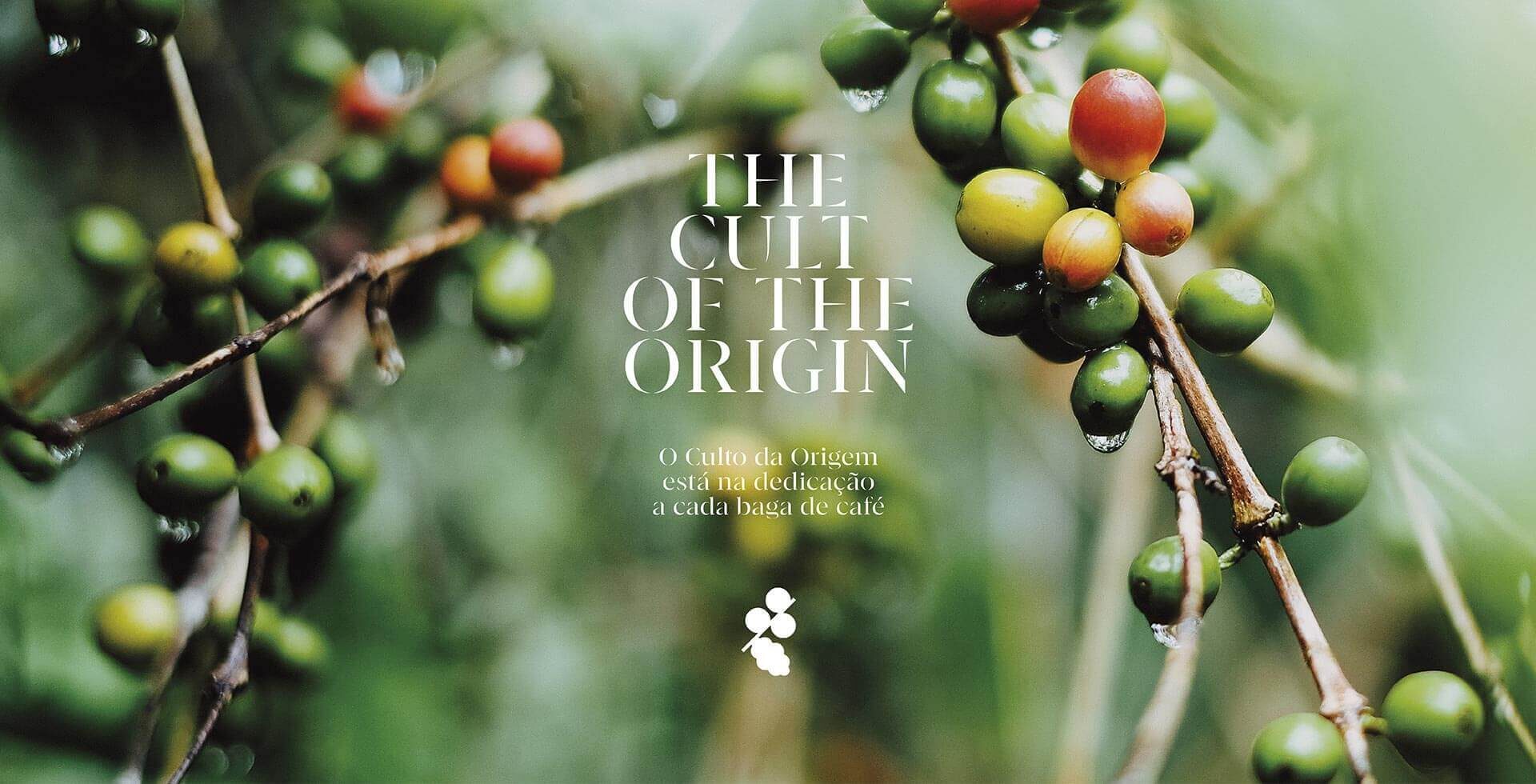 The Cult of the Origin: coffee cherries on the branch